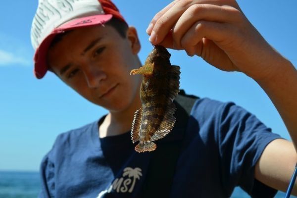 Blennie gattorugine oder cabot, ein hufiger Schleimfisch im Mittelmeerraum