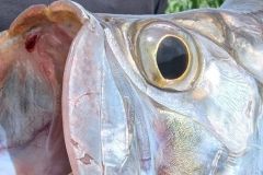 Der Tarpon, ein mythischer Fisch