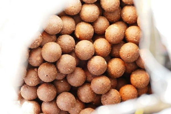 Angeln auf Karpfen, natürliche oder synthetische Proteinboilies Proteinboilies für Karpfen
