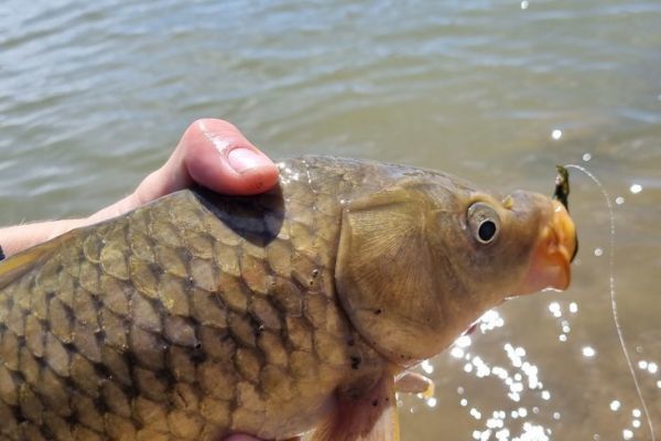 Karpfenangeln mit der Fliege, Tipps und Tricks fr den Erfolg