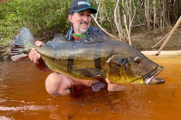 Der Peacock Bass, ein mythischer Fisch