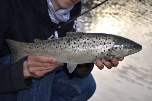 Warum und wie fischt man mit dem Wellenlöffel auf Forellen? Forellenangeln mit dem wellenförmigen Löffel