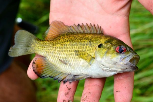 Die Felsenkrte, ein ungewhnlicher Fisch zum Anlocken in Frankreich!