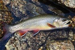 Salmoniden mit Kunstködern: Der Drehspieß als Klassiker unter den Klassikern Salmoniden mit dem Drehlöffel angeln