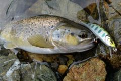 Forelle mit einem sinkenden Minnow gefangen