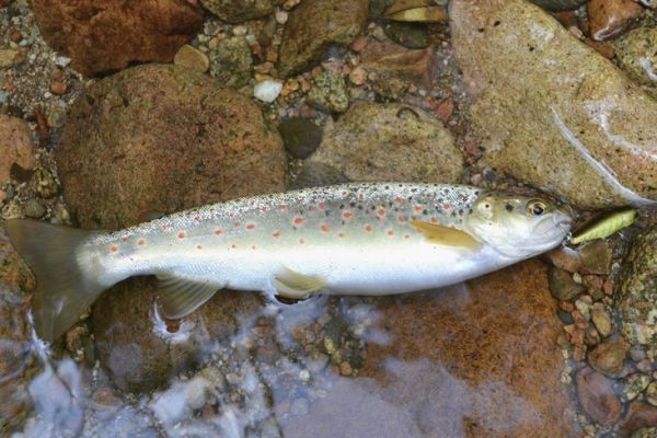 Forelle mit Kder: kleine schwimmende und hngende Fische