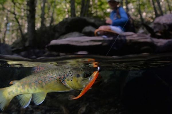 Forellenangeln mit Kunstködern, wie fischt man richtig mit Shad? Forellen mit Shad angeln