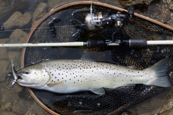 Angeln mit Softplastikkder Finess, furchterregend fr groe Salmoniden