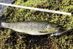 Angeln auf Forellen mit Finesse Softplastics, die richtigen Ansätze