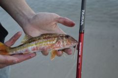 Angeln auf Meerbarben mit dem Surfcasting, die Pullback-Technik Suche nach der Meerbarbe
