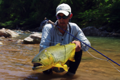 Der Dorado ist ein prächtiger, sehr kampfstarker und akrobatischer Raubfisch, den man mit der Fliege suchen kann