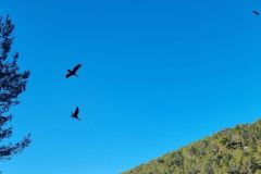 Den groen Kormoran regulieren