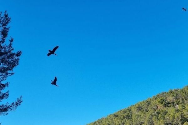 Neuer Erlass zum Abschuss und zur Regulierung des Kormorans Den großen Kormoran regulieren