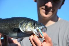Rockfishing, Micro-Shad-Köder richtig einsetzen Angeln mit Rockfishing