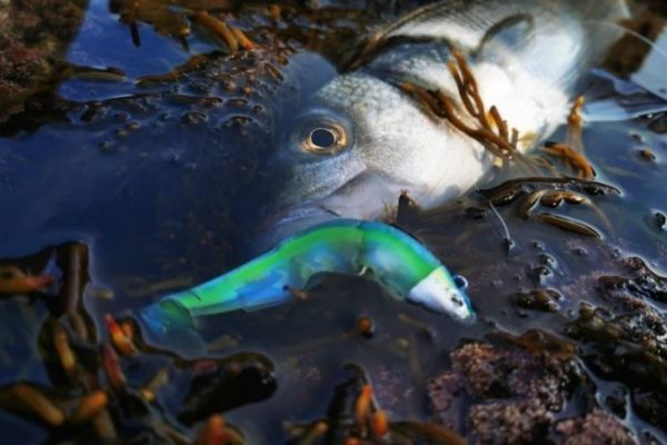 Eine Angelsituation entblocken, Ihrem Softplastikköder ein Rasselblatt hinzufügen Dieser Black Minnow, der mit einem Rassel ausgestattet ist, wird einen hübschen Wolfsbarsch besiegt haben.