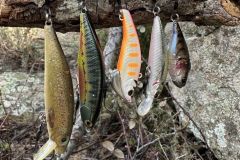 Schwimmende Fische zur Eröffnung des Forellenangelns