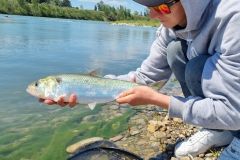 Eine neue Regelung für den Fang von Maifischen Der Fang von Maifischen