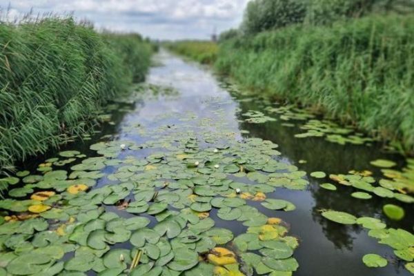 Unumgängliche Süßwasserspots: Seerosenfelder