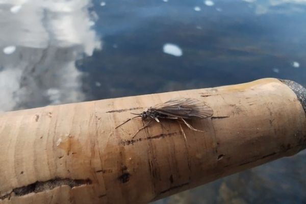 Forellenfischen mit der Fliege im Frühling, die Zeit der Brachys Die Zeit der Brachys