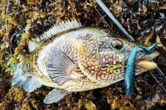 Die Zille ist ein Fisch, der oft zu Unrecht vernachlssigt wird.
