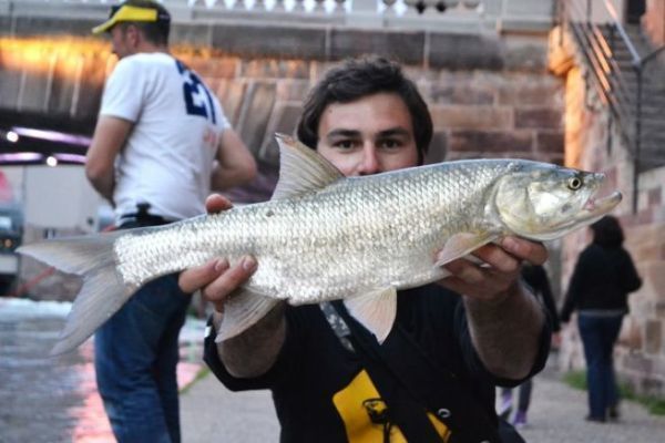 Mit Streetfishing den Rapfen angeln