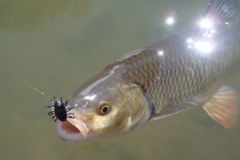 Mit Insektenimitationen auf Dbel angeln