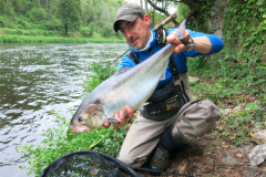 Der Maifisch wandert in vielen bretonischen Flssen aufwrts - zur Freude der Angler!
