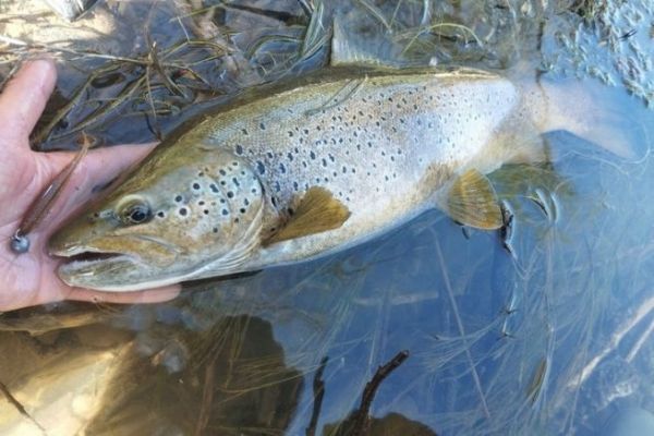 Cheburashka-Montage zum Angeln von Forellen