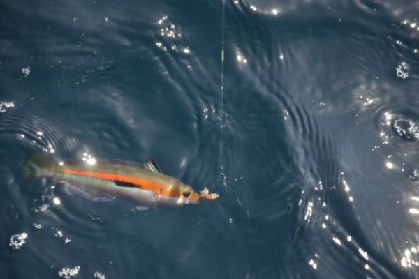 Angeln im Mittelmeer auf Ziesel, spielerisch und fr alle zugnglich