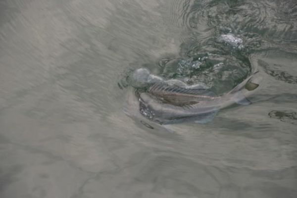 Mit dem Float auf Sparidae angeln
