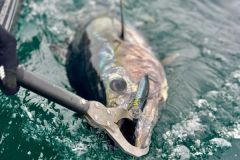 Entdecken wir die Grundzge der Vorschriften fr die Freizeitfischerei auf Blauflossenthunfisch