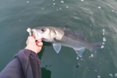 Einen Fisch greifen