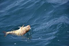 Angeln von Felsenfischen im Sommer