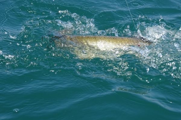 Das Angeln von Raubfischen