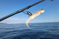 Black Minnow in Sturmmantelfarbe