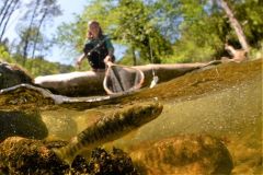 Forellenangeln im Sommer