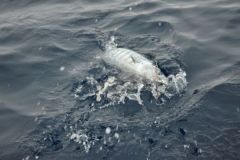 Pelagischer Fisch