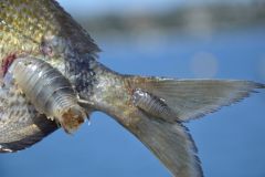 Seeluse