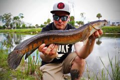 Die ursprnglich aus Asien stammende Bullseye Snakehead ist in Florida anzutreffen.