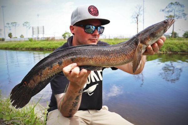 4 solide und effektive Kder zum Angeln auf Bullseye Snakehead