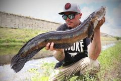 Der Fang von Bullseye Snakehead ist fesselnd.