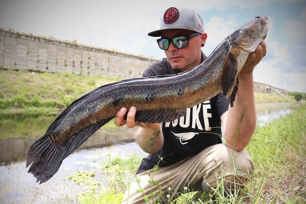Angeln auf Bullseye Snakehead in Florida: Tipps und Strategie!