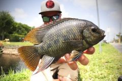 Spotted Tilapia Mnnchen.