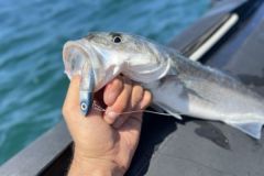 Bei klarem, sonnigem Wetter stechen die Glitzerkder gegen aktive Fische aus der Masse heraus!