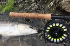 Das Fischen von Meerschen mit der Fliege ist nie einfach, aber mglich!