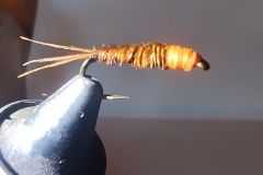 Nymphe Fasanenschwanz orangefarbener Kopf