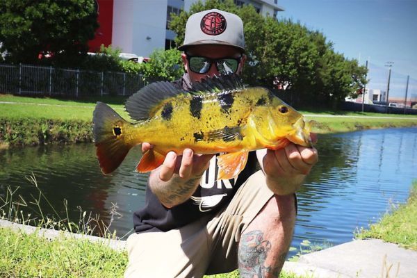 Florida: Leichte und robuste Ausrstung zum Angeln auf Peacock-Bass
