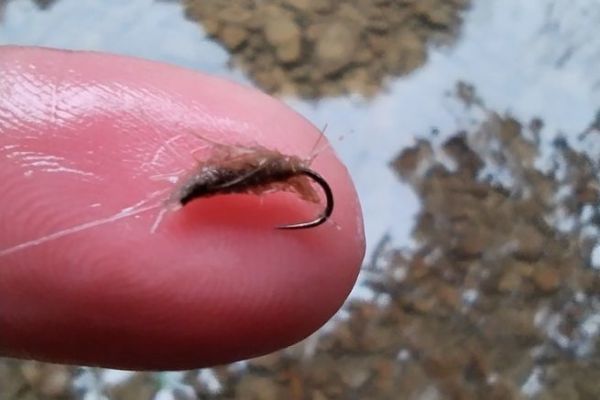 Trockenfischen auf Forellen