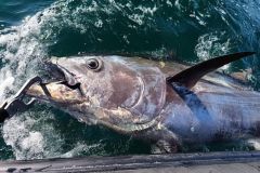 Bevor es Ihnen gelingt, den Fisch lngsseits zu bringen, mssen Sie den Kampf und die Abstammung managen.