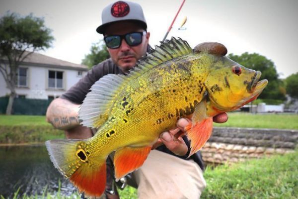 Florida: 3 Kder, um effektiv auf Peacockbass zu angeln!